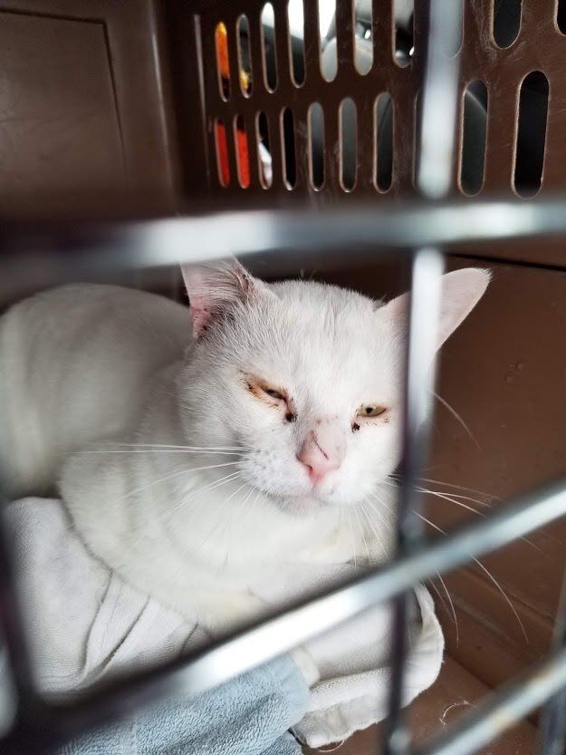 Bumble when rescued.jpg